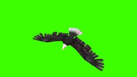 Полет орла Fly - Footage PixelBoom_mpeg1video