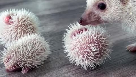 Hedgehog Care Guide in Under A Minute