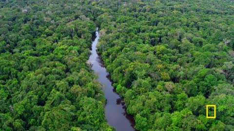 Harvesting Wild Honey in the Amazon | Primal Survivor: Escape the Amazon | National Geographic