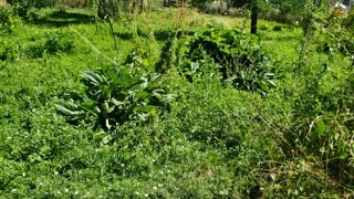 Prepping: Showing my Backyard Orchard and tips on how to actually prepare.