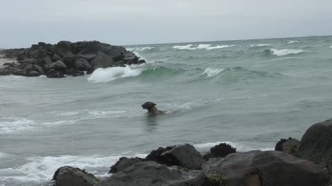 Trained dogs swimming on sea