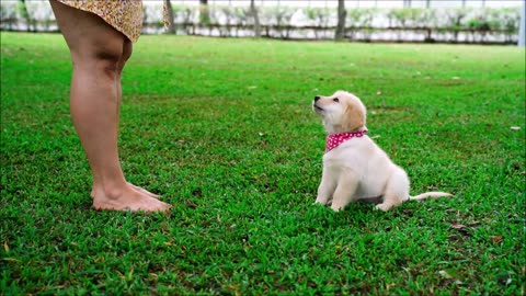 Dog Puppies Cute