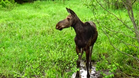 Mudhole Moose