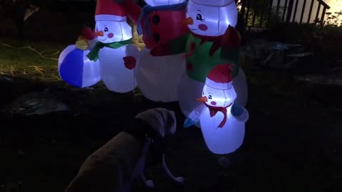 Dog and Christmas decorations