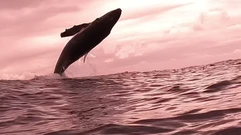 Baby Humpback Whale Breaches The Surface
