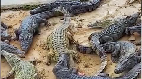 To feed the crocodile, grab the meat of the crocodile quickly ran away