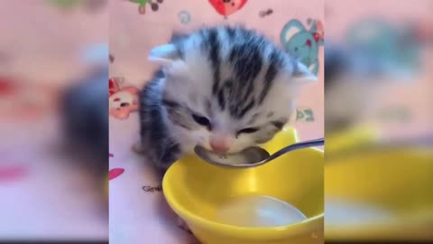 FUNNY CATS 😂 ❤️ Best Funny Cat Videos 2021