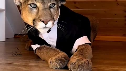 Real gentleman lion 🦁 so cute|Funny animal videos| try not to laugh