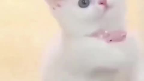 Cute meow kitten