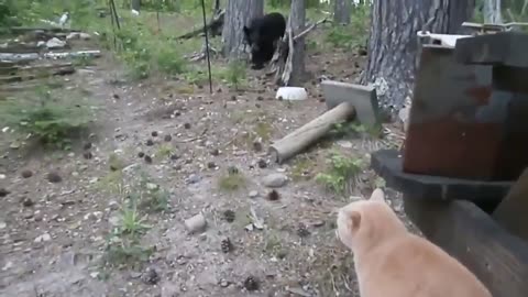 For this bear there is no animal scarier than a cat