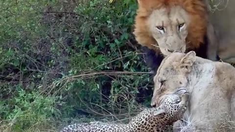 Lioness_Catches_Leopard_While_Male_Tries_His_Luck_With_Her