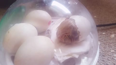 Live chick birth captured on camera