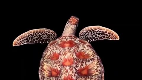 Beautiful Sea Turtle #shorts #shortsvideo #video #viral