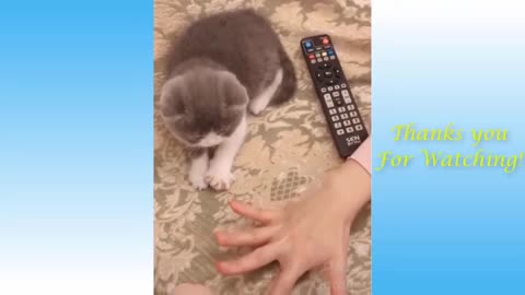 Cute Pets And Funny Animals Compilation