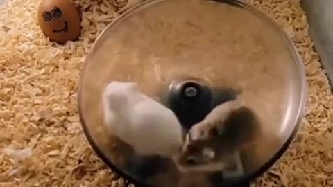 Funny Hamsters