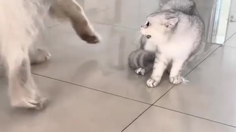 Cats fight 🤣 funny video 🤣