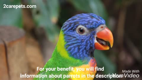 A parrot in the zoo with information in the description for your benefit