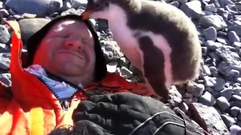 Baby penguin cuddles human