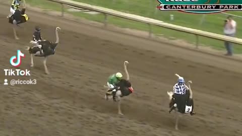 Ostrich racing