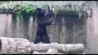 kung fu bear- the next bruce lee