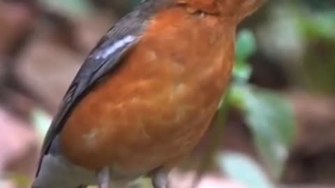 orange headed thrush