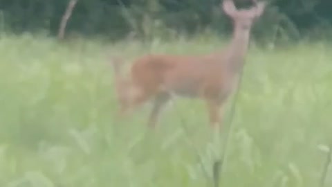 Whitetail Deer and Bambi on Morning Walk