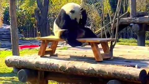 The lovely panda is playing