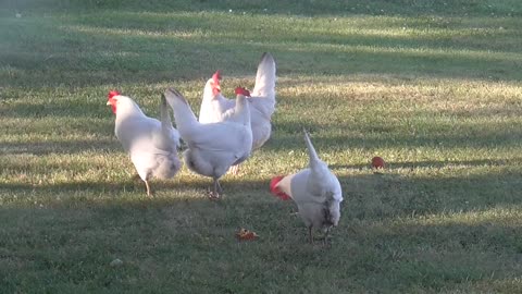 425 - Chickens Enjoying A Treat