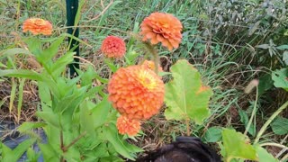 Mid-September Garden