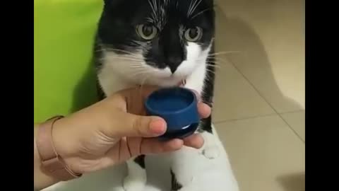 Funny videos of cats