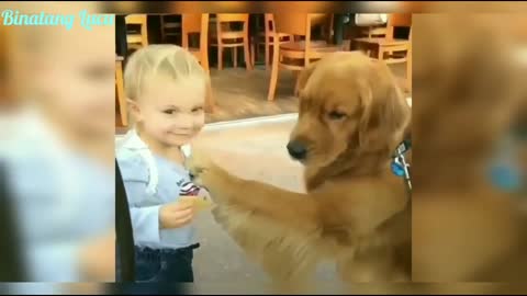 funny dogs compilations
