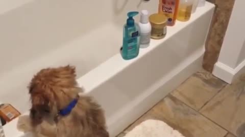 The products my dog needs in order to take a shower