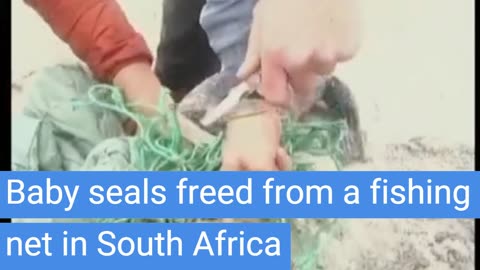 Seal pups trapped in fishing nets cut free by South Africa beachgoers, News Hub77