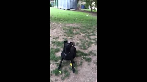 Dogs who fail being dog