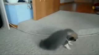 Cat Vs Puppy