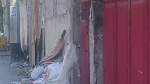 Jumping Dog Successfully Climbs Over Tall Gate