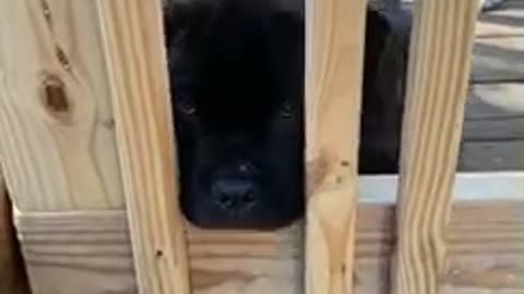 Cane corso puppy thinks the gate is no fun