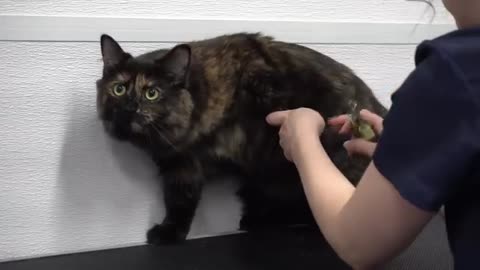 Brilliant Tortie cat ESCAPES the Rage Cage!