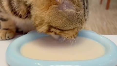 "Exploring Feline Tastes: Is there a Cat Who Refuses to Drink Yogurt?"