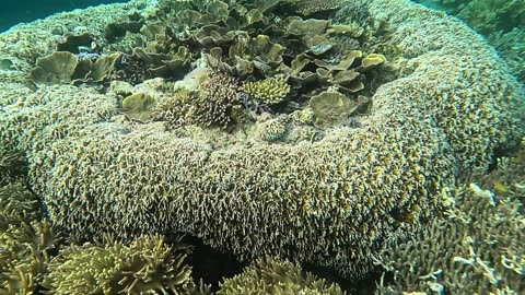 Raja Ampat, Mansuar Island (West Papua, Indonesia)