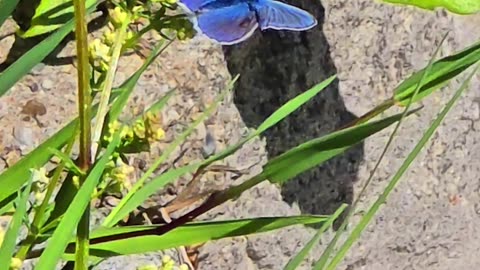 Beautiful blue butterfly / beautiful butterfly in nature / toothwing blue butterfly