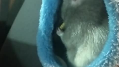 Rat Eating While Inside His Car Seat