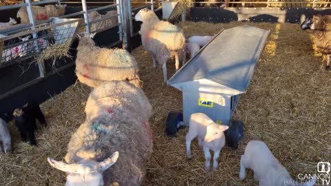 An update on our lambs -