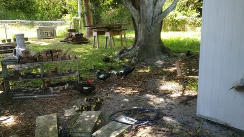 20ish ducks in my back yard