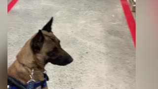 Terrified rescue dog go to Tractor Supply store