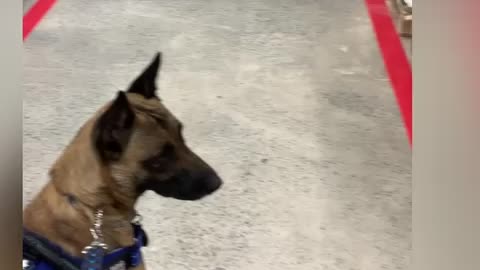 Terrified rescue dog go to Tractor Supply store