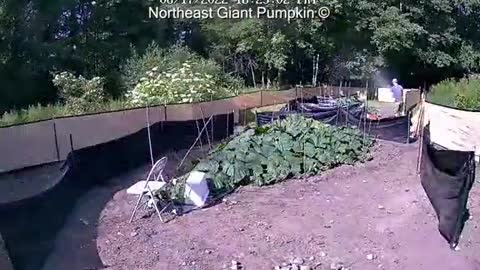 timelapse of a giant pumpkin from seed to harvest