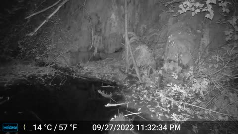 Ringtail Hunting Mice at the Possum Cave