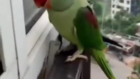 Parrot calls on his mother