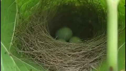 What kind of a bird lays eggs 🥚 in the leafs 🌿?